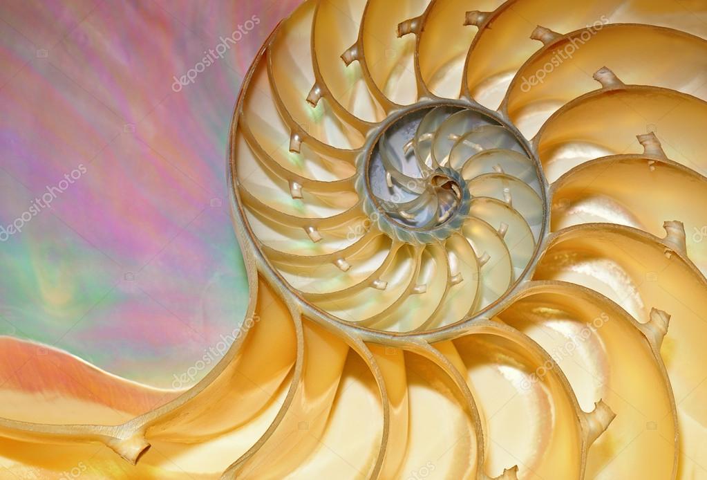 Nautilus Shell Stock Photo By C Dpenn