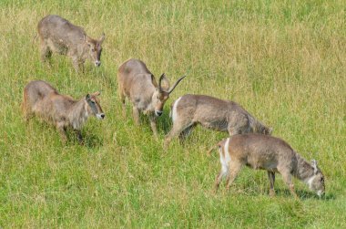 waterbuck otlayan hayvan sürüsü