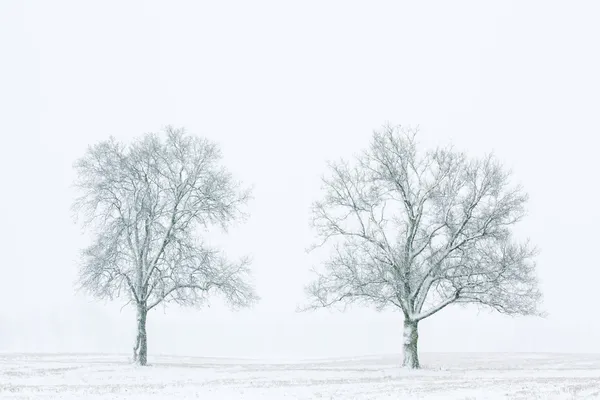 Śnieg przybywali drzew — Zdjęcie stockowe