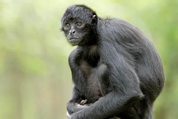 Retrato de macaco-aranha — Fotografia de Stock