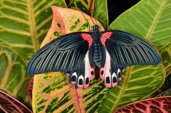 Mariposa mormona escarlata — Foto de Stock