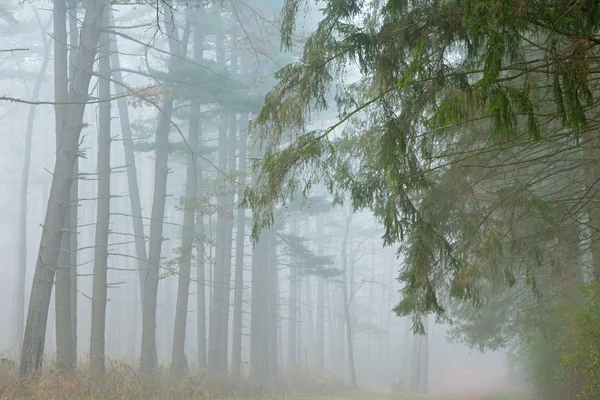 Kellogg лісу в туман — стокове фото