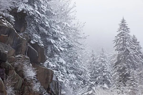 Árboles cubiertos de nieve — Foto de Stock