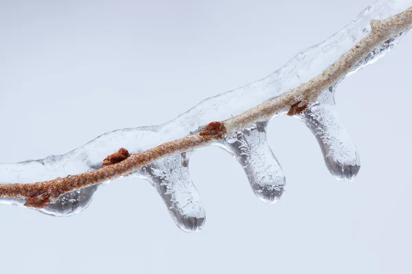 Iced Twig — Stock Photo, Image