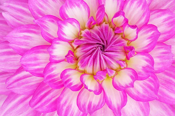 Närbild av en rosa dahlia — Stockfoto