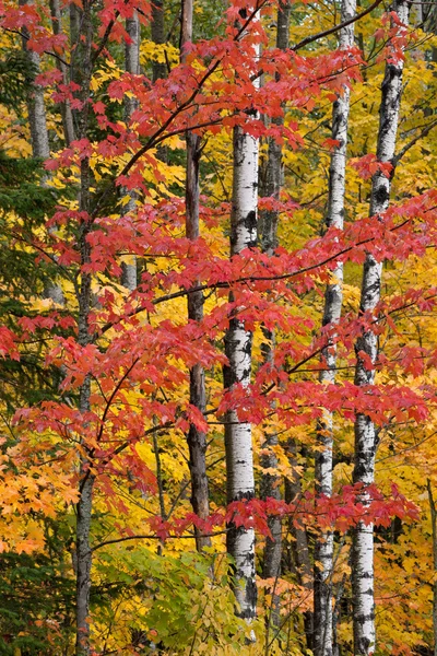 Bosque de otoño —  Fotos de Stock