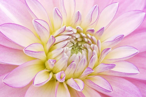 Pembe ve beyaz yıldız çiçeği — Stok fotoğraf