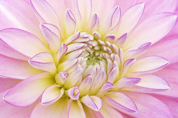 Roze en witte dahlia — Stockfoto