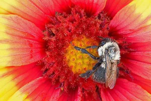 Bee and Indian Blanket — Stock Photo, Image