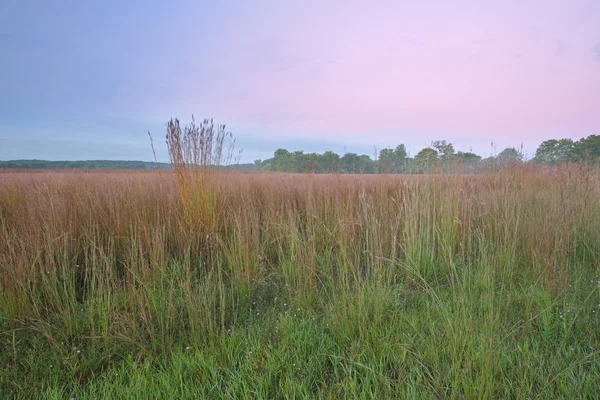 Dawn Tall Grass Prairie — Stock Photo, Image