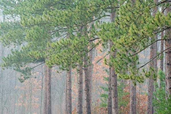 Autumn Kellogg Forest in Fog — Stock Photo, Image