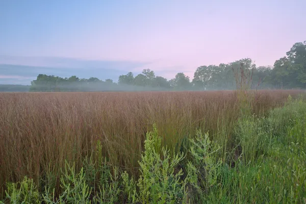 Dawn, Tall Grass Prairie — Stock Photo, Image