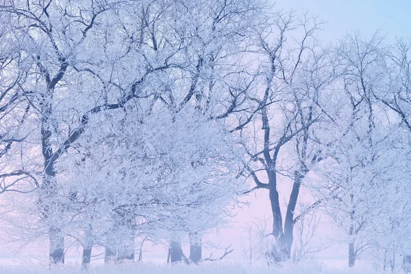 Frostede træer - Stock-foto