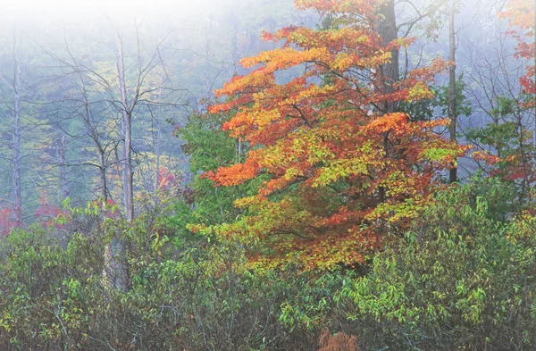 Paisaje Nebuloso Del Pantano Otoño Con Arce Michigan —  Fotos de Stock