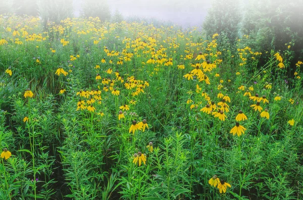 米国ミシガン州の森林端に咲く黄色の花の霧の春の風景 — ストック写真