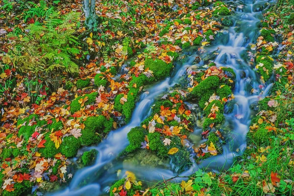 폭포와 낙엽의 — 스톡 사진