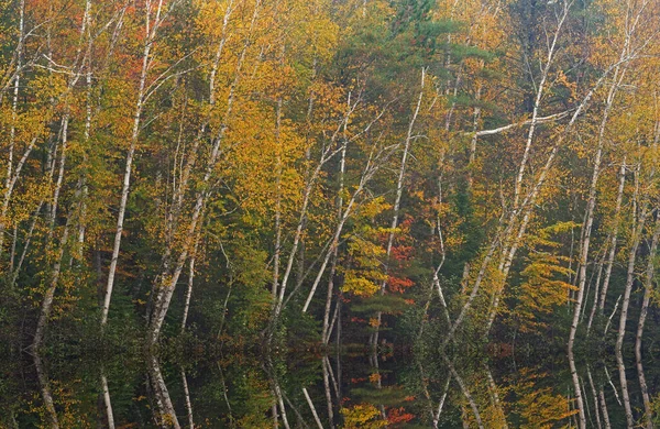 Foggy Autumn Landscape Shoreline Fish Lake Mirrored Reflections Calm Water — Stock Photo, Image