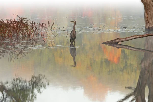 Nebelige Herbstlandschaft Hall Lake Mit Einem Großen Blauen Reiher Yankee — Stockfoto