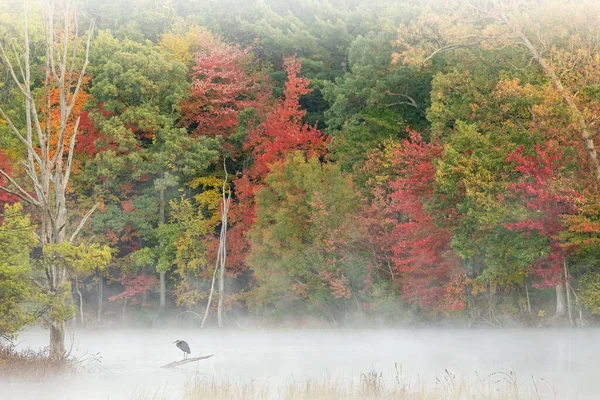 Туманный Осенний Пейзаж Короткой Линии Озера Холл Синей Цаплей Парк — стоковое фото