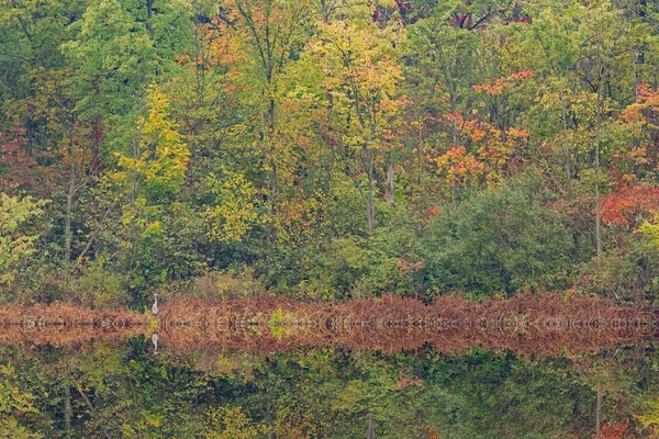 Herbstlandschaft Ufer Des Gun Lake Mit Einem Großen Blauen Reiher — Stockfoto