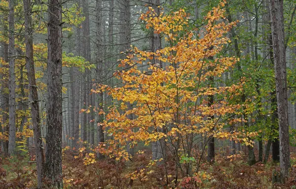 Τοπίο Του Φθινοπώρου Σφενδάμου Στα Πευκοδάση Hiawatha National Forest Michigans — Φωτογραφία Αρχείου