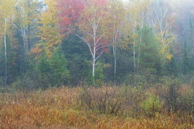 Sis içindeki bataklık ve ormanlık sonbahar manzarası, Hiawatha Ulusal Ormanı, Michigan 'ın Yukarı Yarımadası, ABD