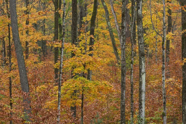 Herbst Waldlandschaft Hiawatha National Forest Michigan Upper Peninsula Usa — Stockfoto