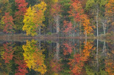 Derin Gölü kıyı şeridi sakin sularda yansıyan yansımalarla sonbahar manzarası, Yankee Springs State Park, Michigan, ABD