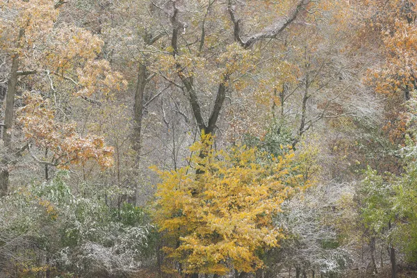 Podzimní Krajina Sněhových Vloček Yankee Springs State Park Michigan Usa — Stock fotografie