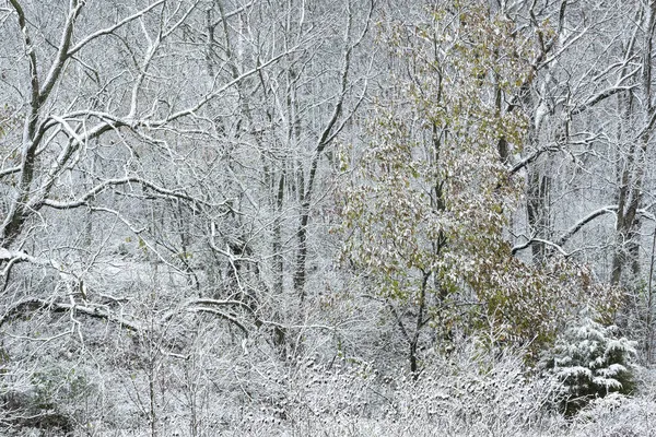 雪に囲まれた森の秋の風景 ヤンキー スプリングス州立公園 ミシガン州 アメリカ — ストック写真