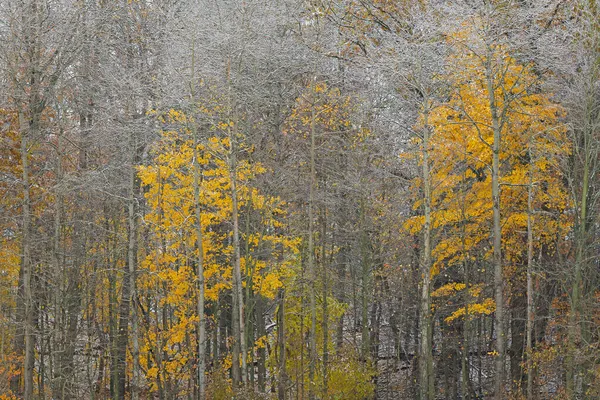 Paesaggio Autunnale Della Foresta Innevata Yankee Springs State Park Michigan — Foto Stock