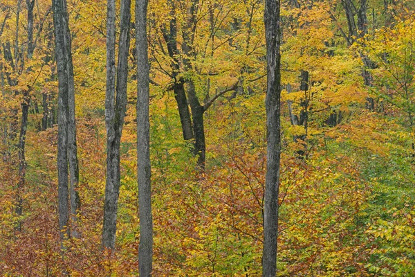 Φθινόπωρο Τοπίο Των Δασών Στο Χρώμα Αιχμής Hiawatha National Forest — Φωτογραφία Αρχείου