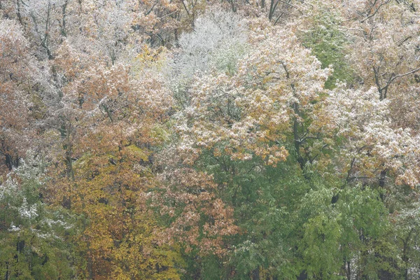 Autumn Landscape Snow Flocked Forest Yankee Springs State Park Michigan — Stock Photo, Image