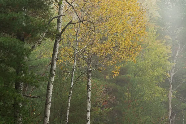 Foggy Paesaggio Autunnale Boschi Colori Punta Hiawatha National Forest Michigan — Foto Stock