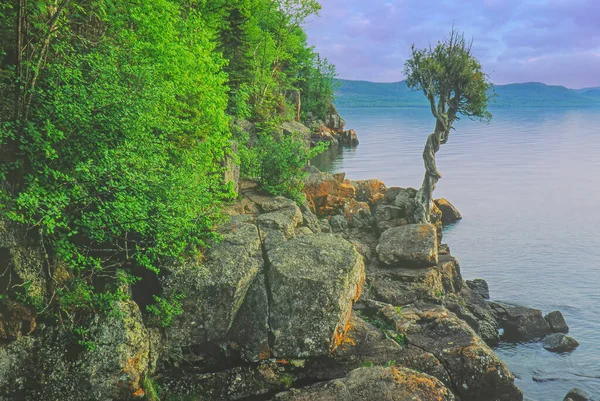 Sommarlandskap Vid Soluppgången Vit Ceder Den Steniga Stranden Lake Superior — Stockfoto
