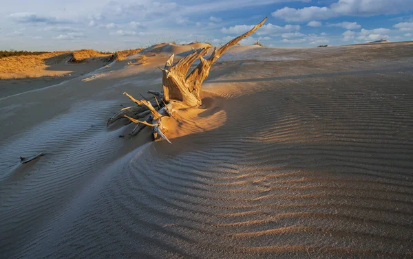 Paisaje Invernal Amanecer Con Tocón Silver Lake Sand Dunes Silver —  Fotos de Stock