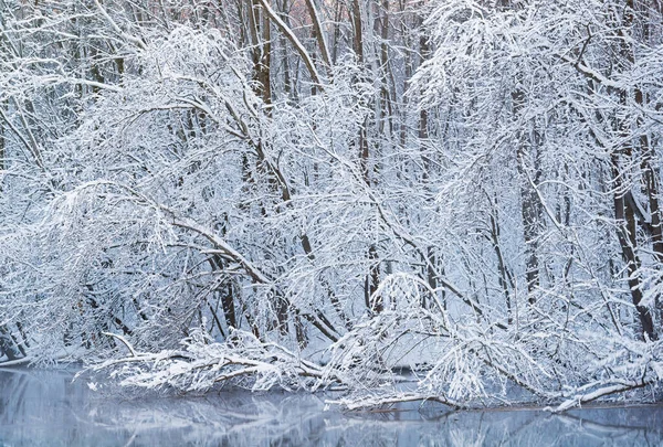 Zimowy Krajobraz Wybrzeża Rzeki Kalamazoo Śnieżnymi Drzewami Michigan Usa — Zdjęcie stockowe