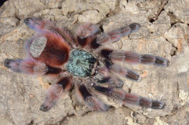 kaya yüzeyinde (avicularia versicolor istirahat tünemiş Antilleri pinktoe tarantula Close-Up)