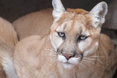 Dağ aslanı portresi (Puma concolor)