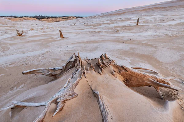 Zimní Krajina Při Východu Slunce Pařezy Silver Lake Sand Dunes — Stock fotografie