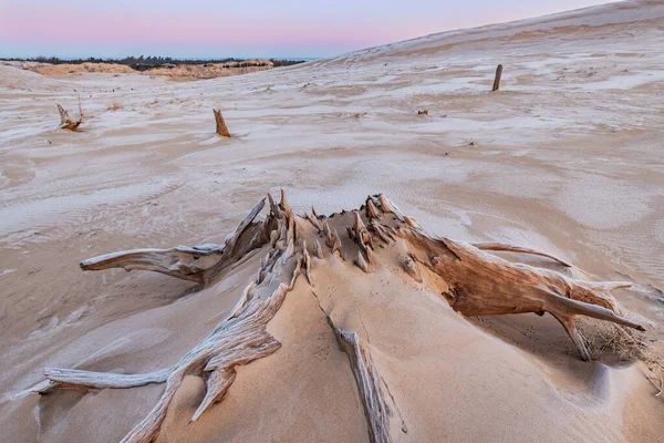 Winterlandschaft Bei Sonnenaufgang Mit Baumstümpfen Silver Lake Sanddünen Silver Lake — Stockfoto