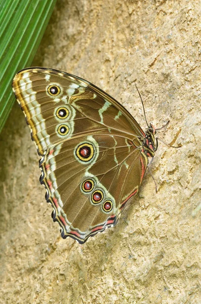 Mariposa Morfo Azul Común Morpho Peleides Encaramada Roca — Foto de Stock