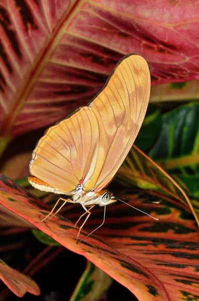 Close Julia Longwing Butterfly Dryas Julia Perched Colorful Leaves — Stock Photo, Image