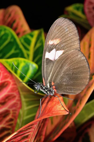 Close Sara Longwing Butterfly Heliconius Sara Perched Leaf — Stock Photo, Image