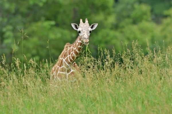 Close Uma Girafa Reticulada Pastando Grasse — Fotografia de Stock