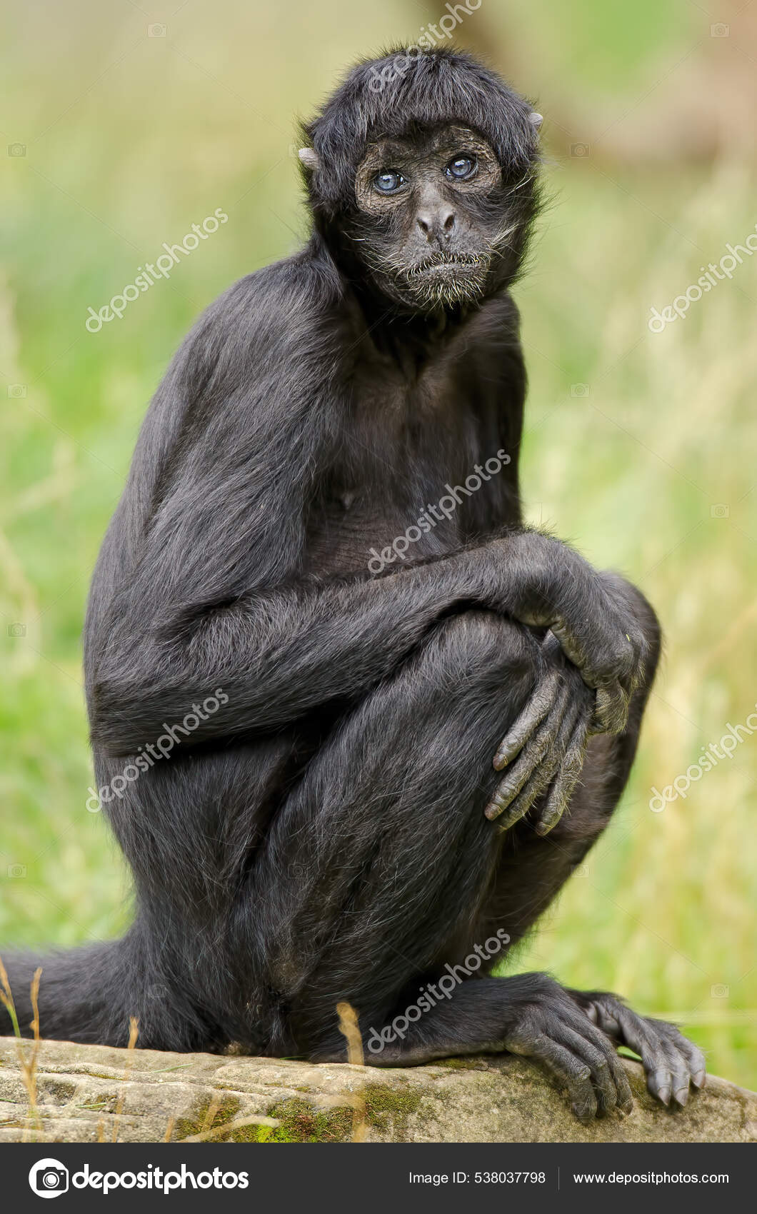 Imagens da vida animal: Macaco-aranha-da-Colômbia (Ateles fusciceps  robustus)