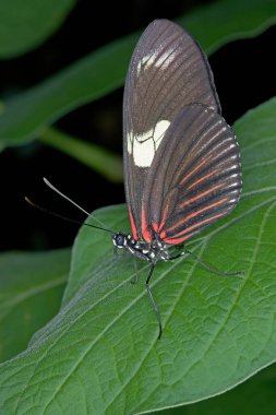 Yaprakların arasında tünemiş bir Postacının (Heliconius Melpomene) yakın çekimi