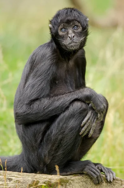 Portret Van Een Colombiaanse Zwarte Spinaap Ateles Fusciceps Robustus — Stockfoto