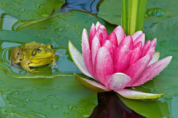 Close Pink Water Lily Green Frog Resting Lily Pad Michigan — Stock Photo, Image