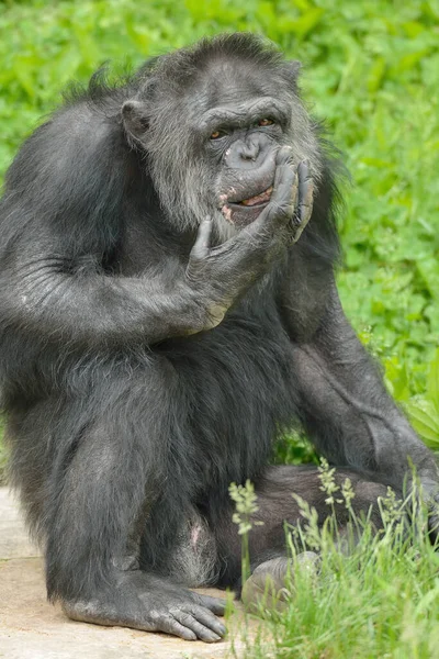 Πορτραίτο Χιμπατζή Περίεργη Έκφραση Pan Trodglodytes — Φωτογραφία Αρχείου